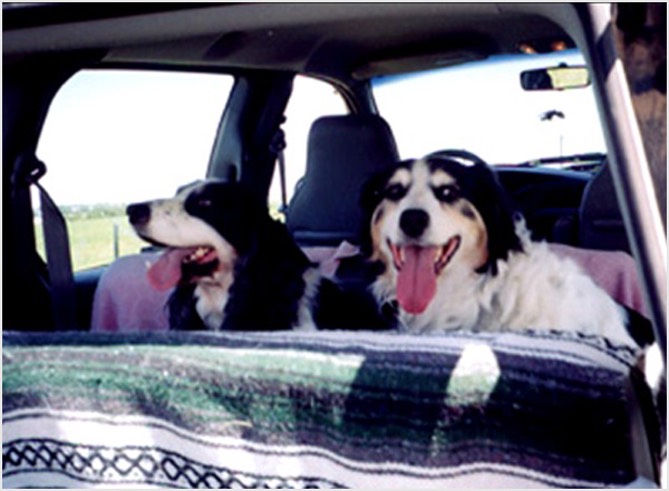 scokie and freckles website