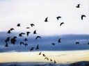 birds website