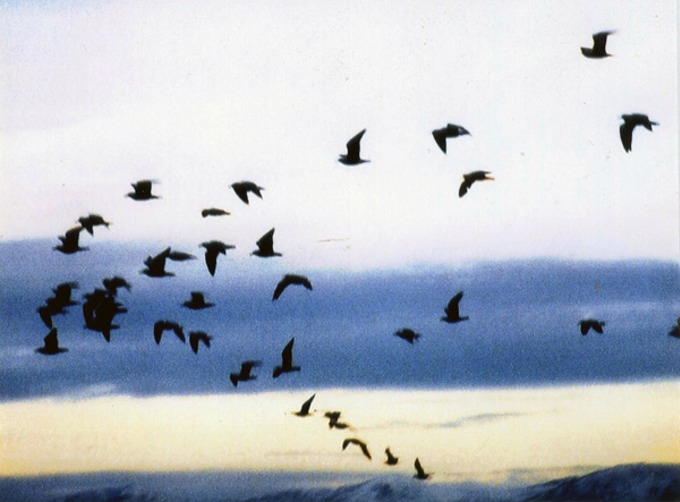 birds website