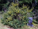 broom website