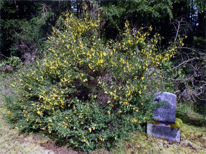 broom website