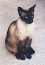 giz seated website