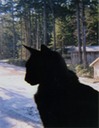 giz silhouette website