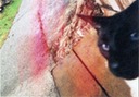 gizzy left website