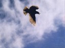jaybird website