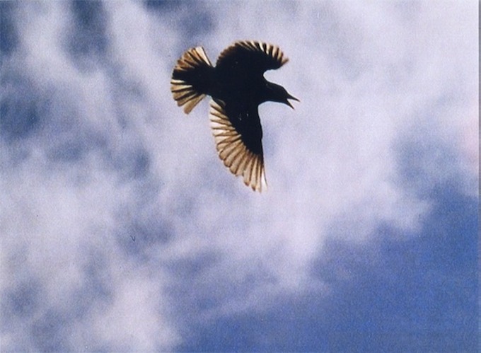 jaybird website