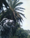 lion palm website